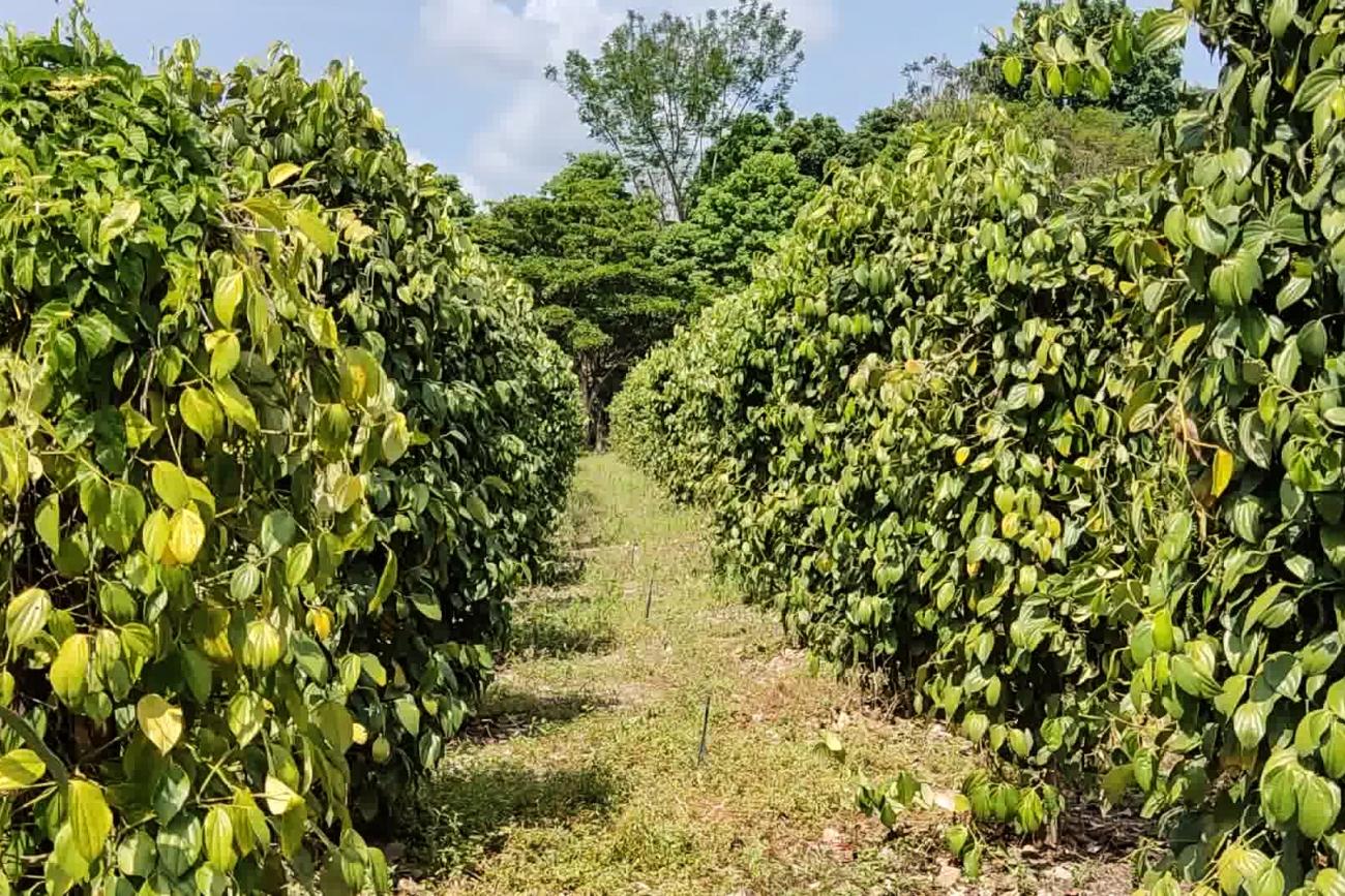 Drip-Plan Equipamentos para Irrigação - Fabricante de Tubos Gotejadores para Irrigação