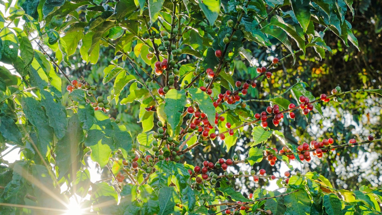 Drip-Plan Equipamentos para Irrigação - Inovação em Equipamentos para Irrigação