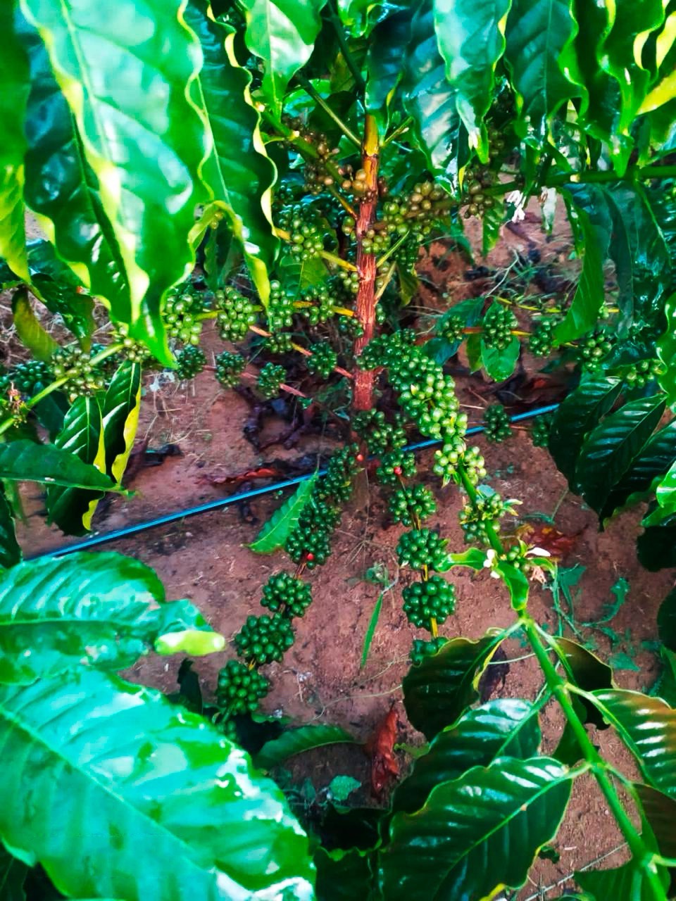Drip-Plan Equipamentos para Irrigação - Tubo gotejador para irrigação