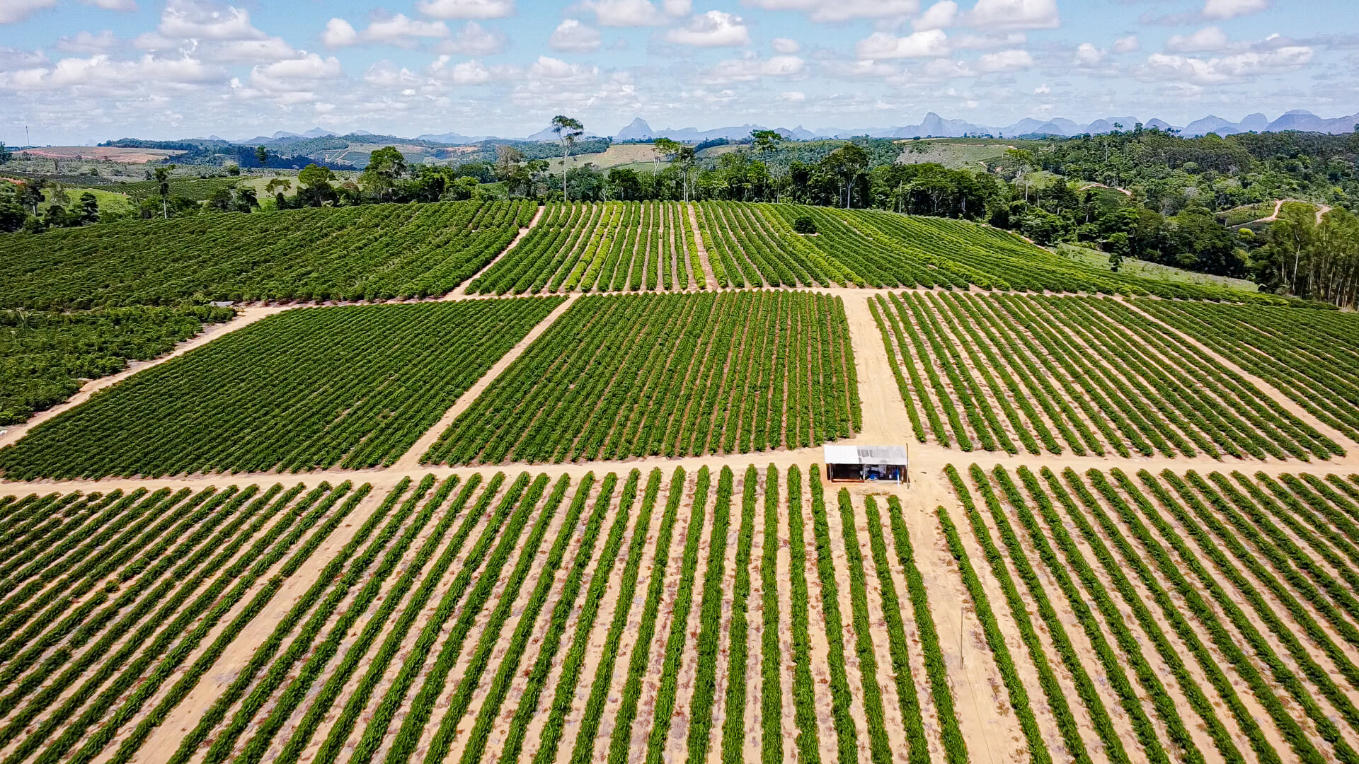 Drip-Plan Equipamentos para Irrigação - Empresa de Irrigação por Gotejamento para Café