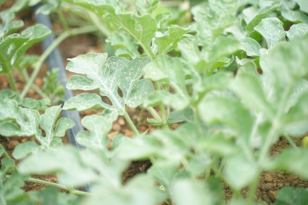 Drip-Plan Equipamentos para Irrigação - Fábrica Especializada em Tubo Gotejador para Irrigação