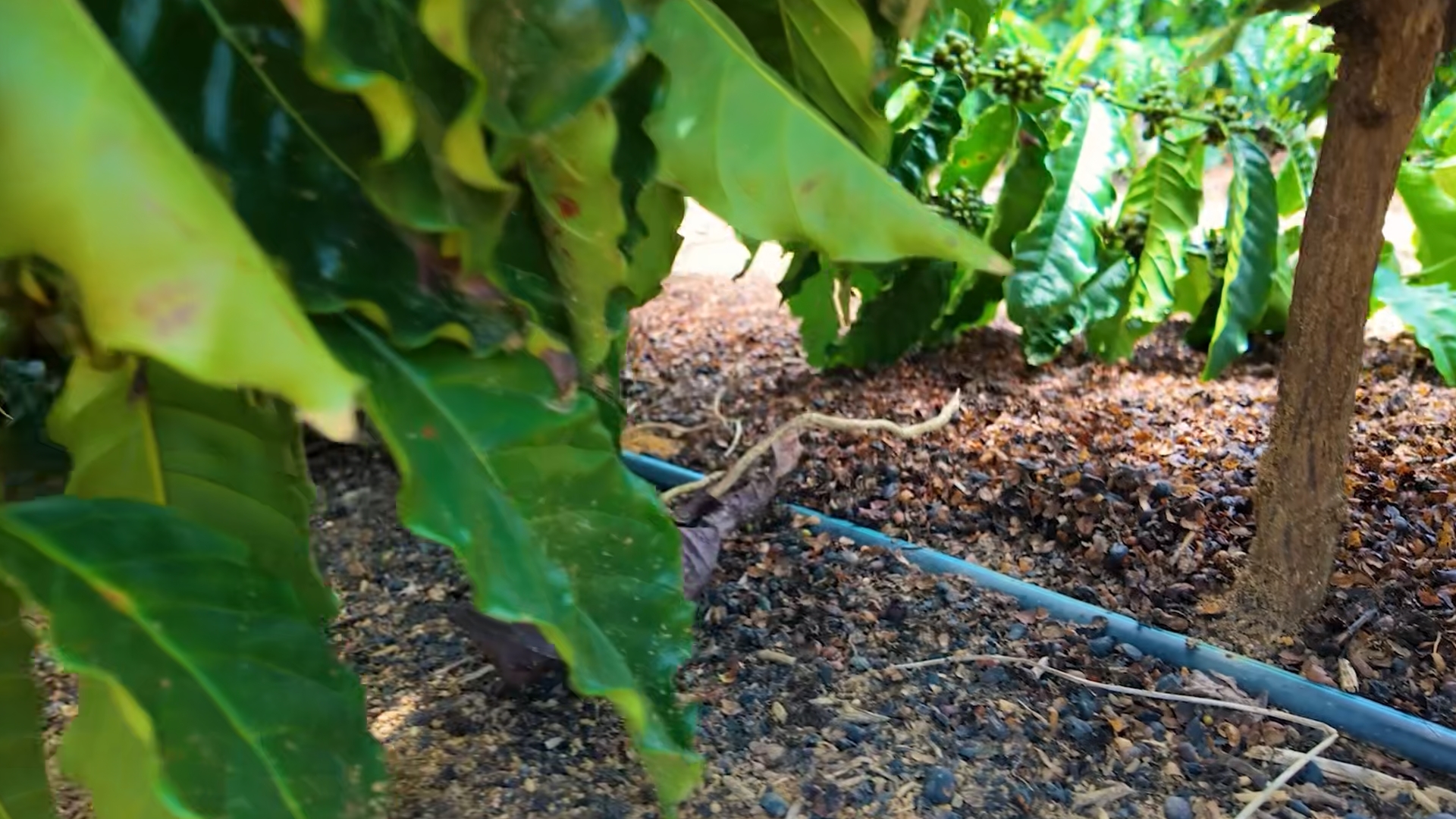 Drip-Plan Equipamentos para Irrigação - Conexões para Irrigação Disponíveis em Todo Brasil