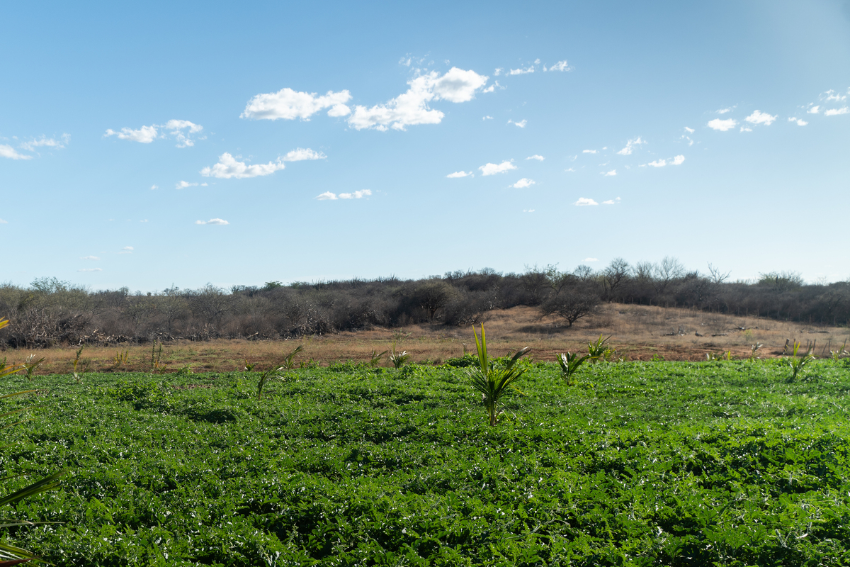 Drip-Plan Equipamentos para Irrigação - Microtubo para Irrigação de Hortaliças