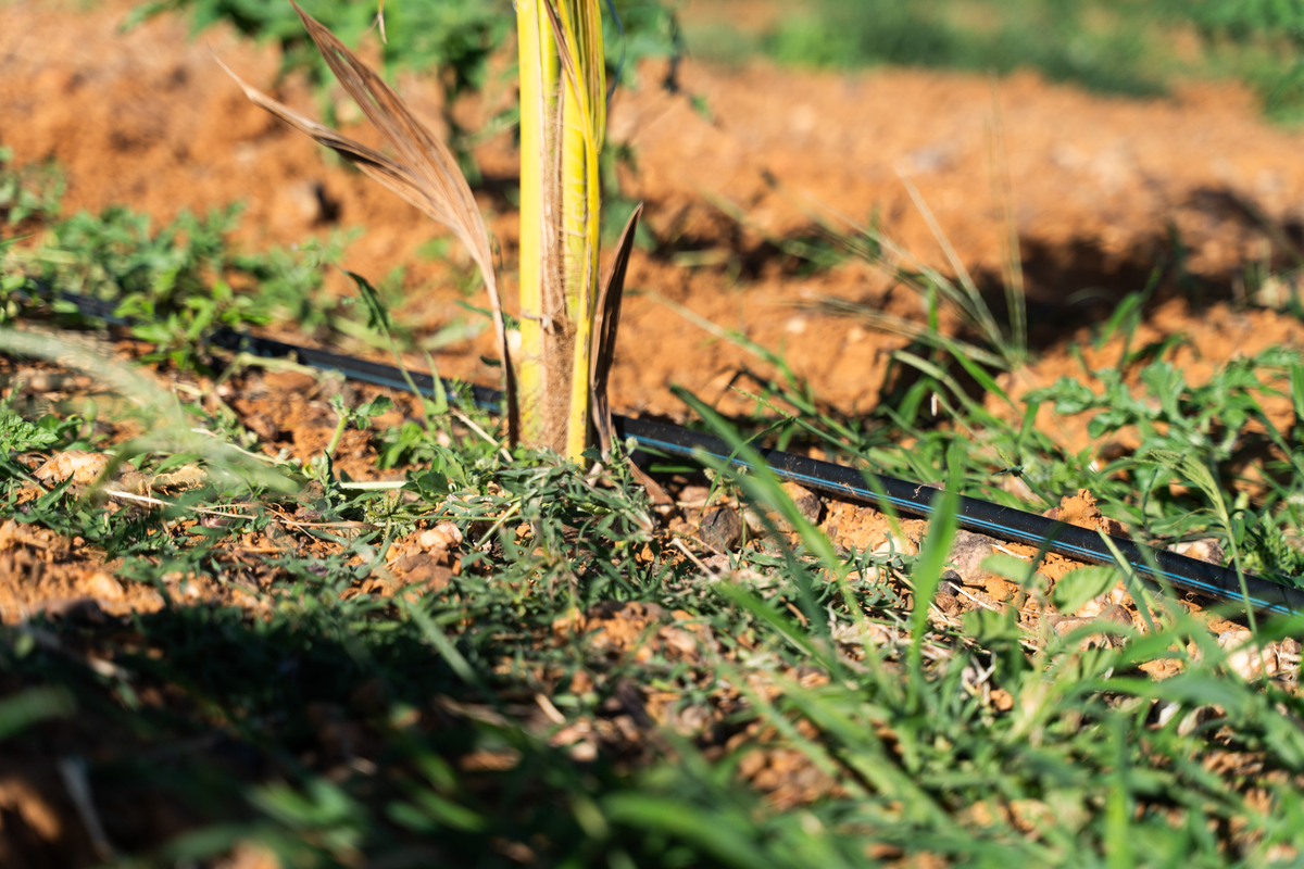 Drip-Plan Equipamentos para Irrigação - Tubo Gotejador Cilíndrico no Espírito Santo