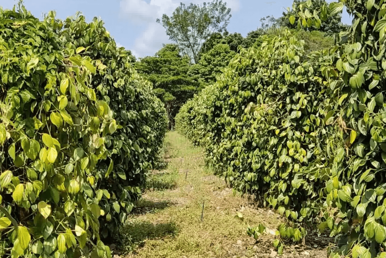 Drip-Plan Equipamentos para Irrigação - Venda de Conexões para Irrigação por Gotejamento