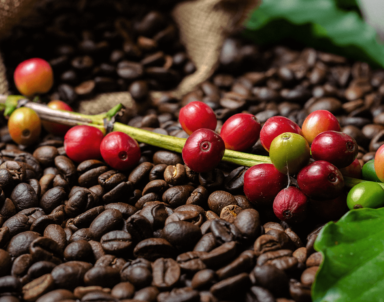 Drip-Plan Equipamentos para Irrigação - Tubos Gotejadores para Café