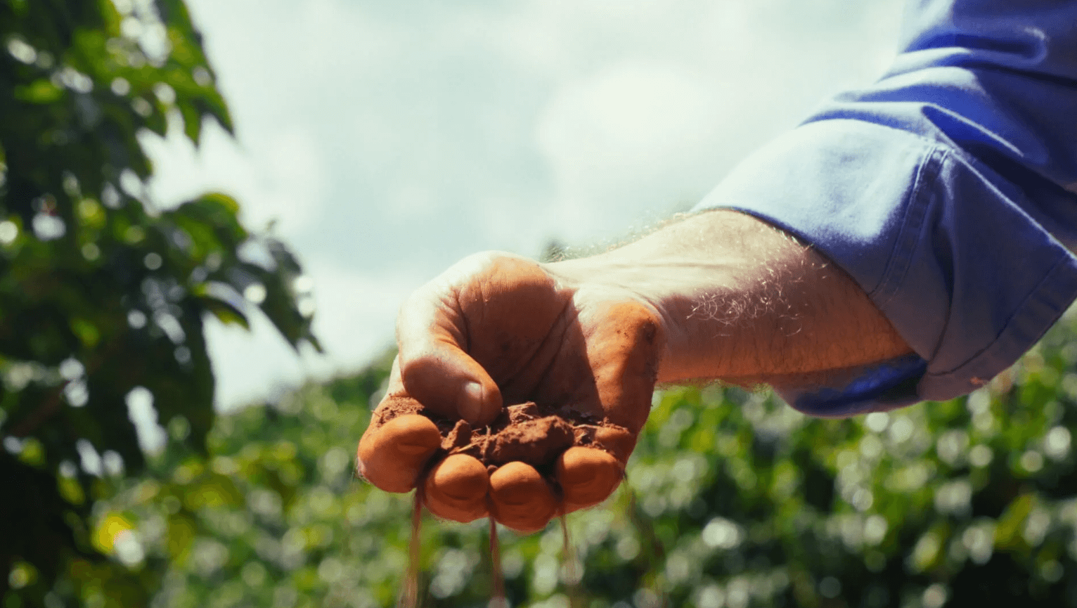 Drip-Plan Equipamentos para Irrigação - Irrigação Localizada com Tubos Gotejadores para Manga no Nordeste