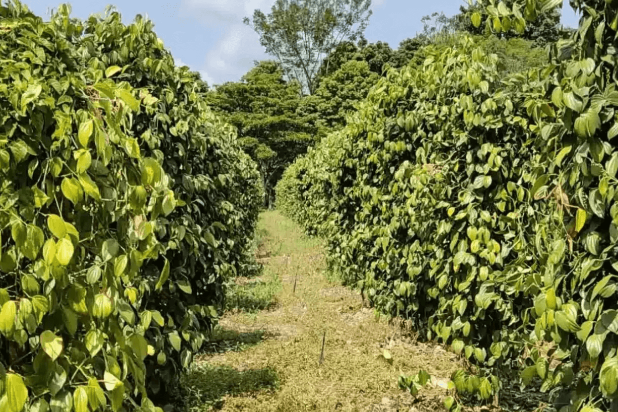 Drip-Plan Equipamentos para Irrigação - Irrigação por gotejamento em estufas Minas Gerais