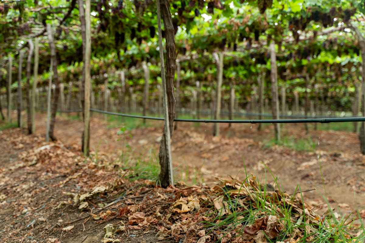Drip-Plan Equipamentos para Irrigação - Tubos gotejadores para a fruticultura na Bahia