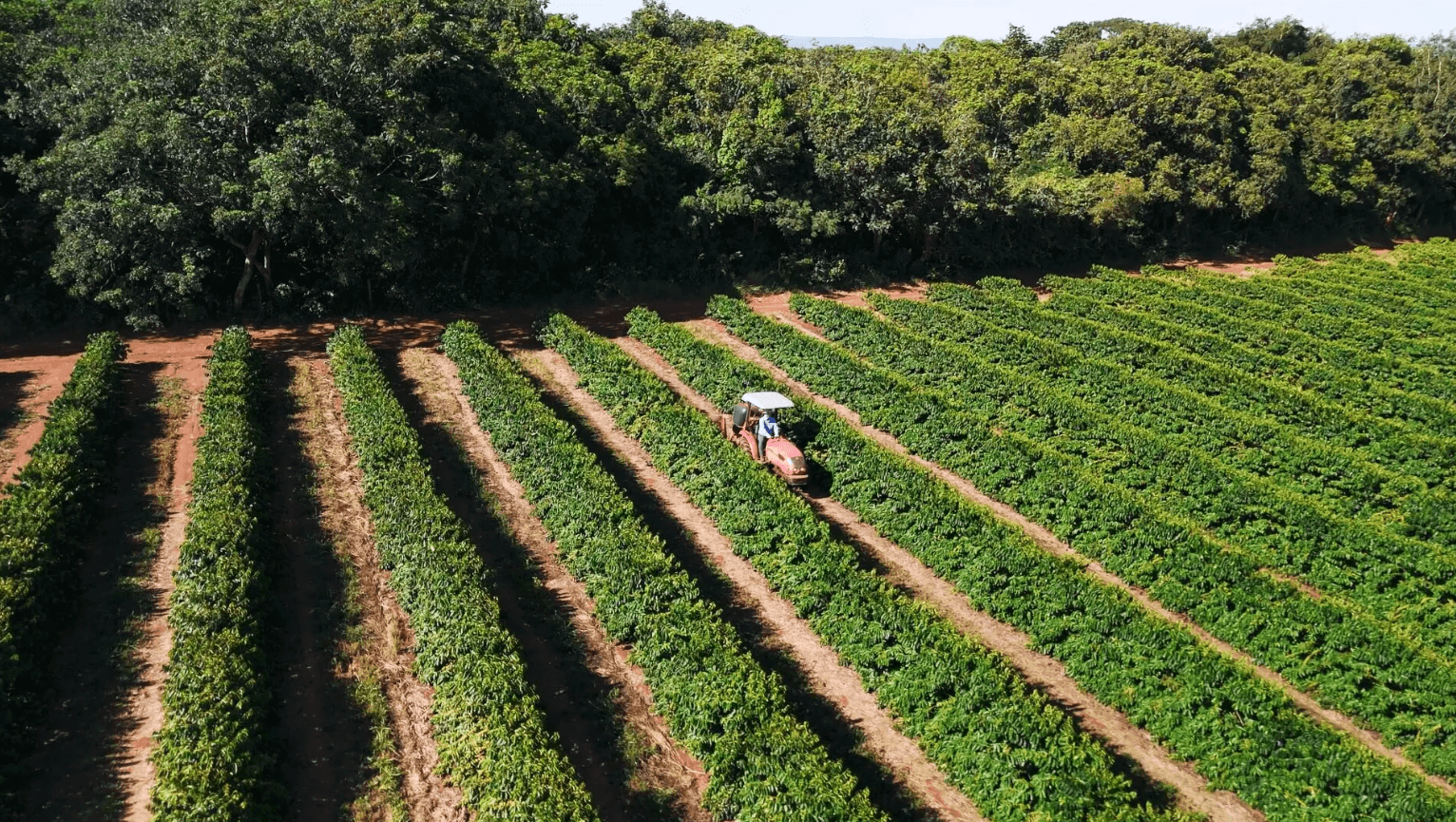 Drip-Plan Equipamentos para Irrigação - Tubos Gotejadores para Uva no Vale do Rio São Francisco