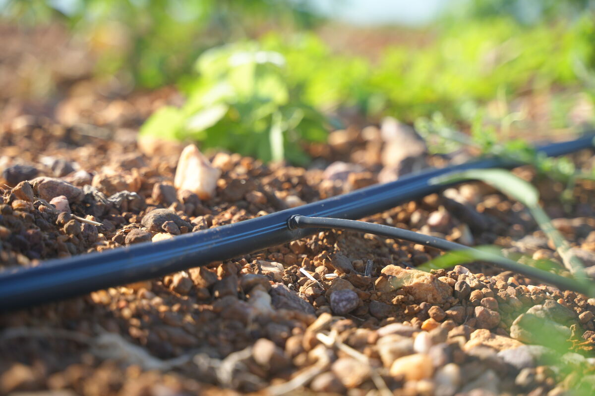 Drip-Plan Equipamentos para Irrigação - DRIP TECH PC/AS: gotejador autocompensante no semiárido