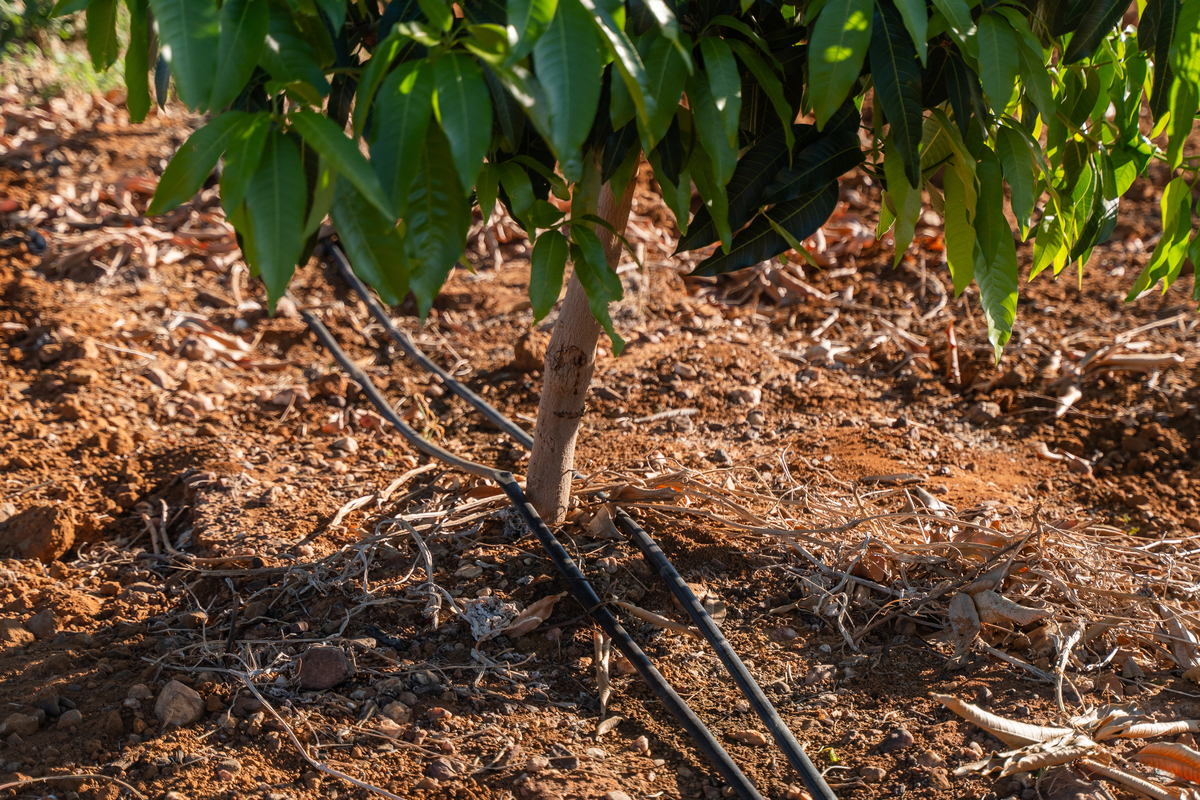 Drip-Plan Equipamentos para Irrigação - Irrigação para manga no Vale do São Francisco: qual sistema usar?