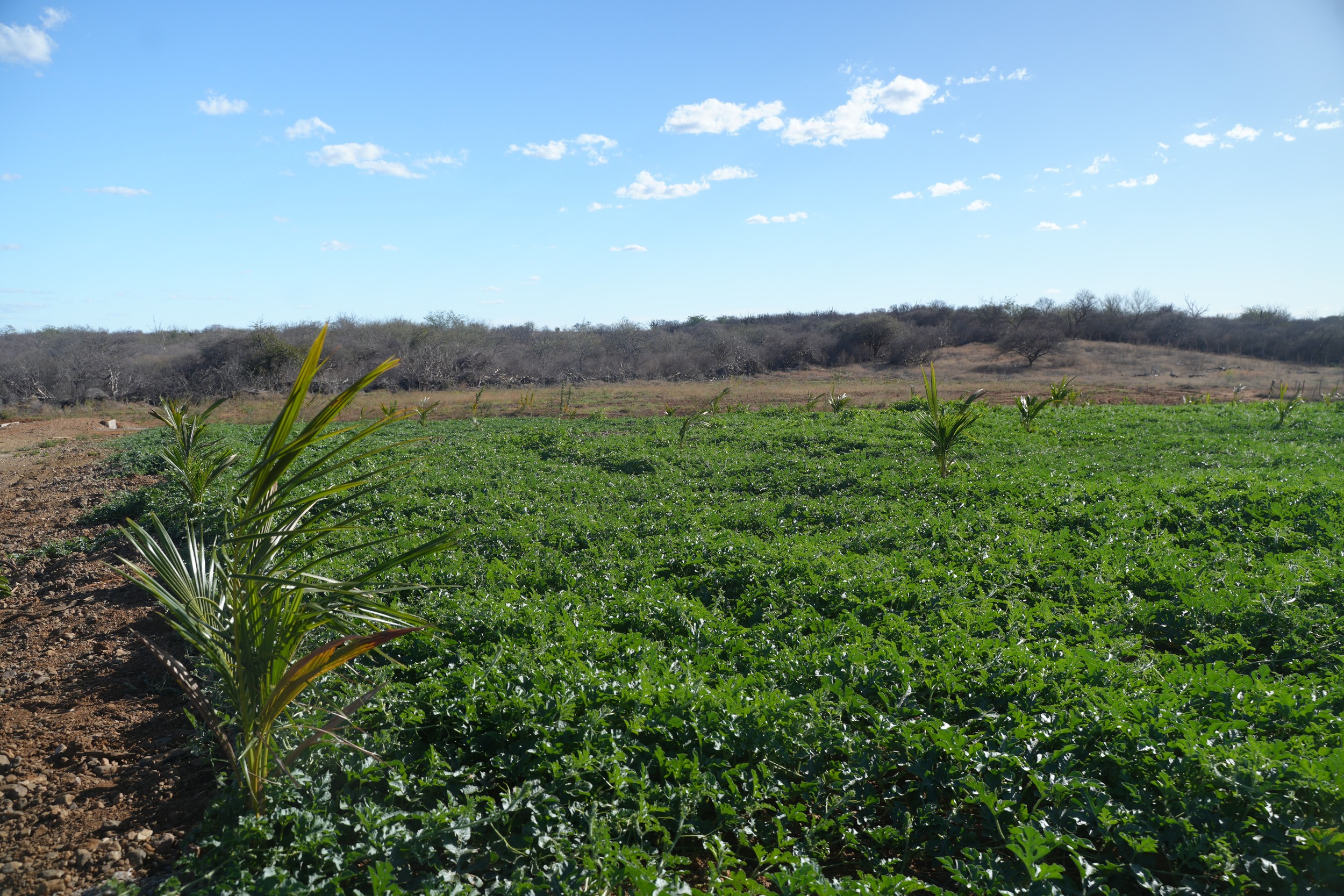 Drip-Plan Equipamentos para Irrigação - Fornecedor de fita gotejadora no Norte e Nordeste com qualidade