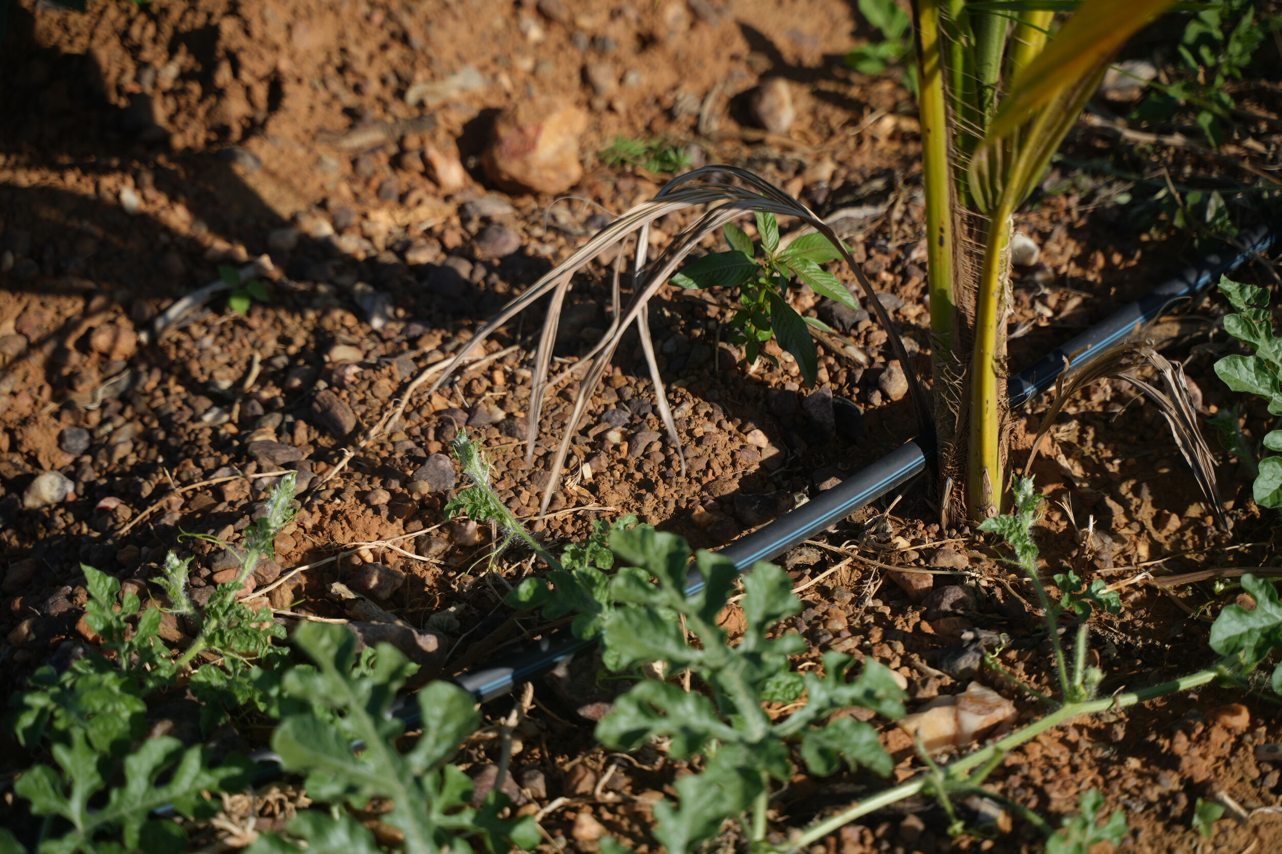 Drip-Plan Equipamentos para Irrigação - Fabricante de mangueira gotejadora no Nordeste