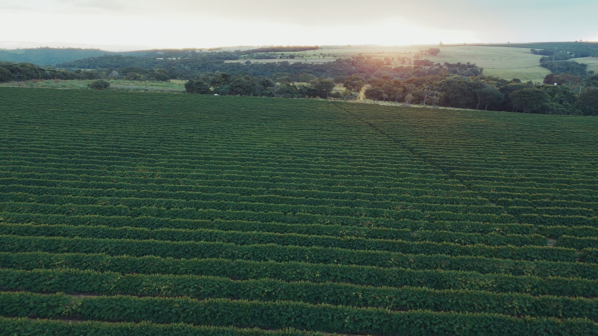 Drip-Plan Equipamentos para Irrigação - Tubo gotejador para irrigação: melhor modelo para a sua lavoura?