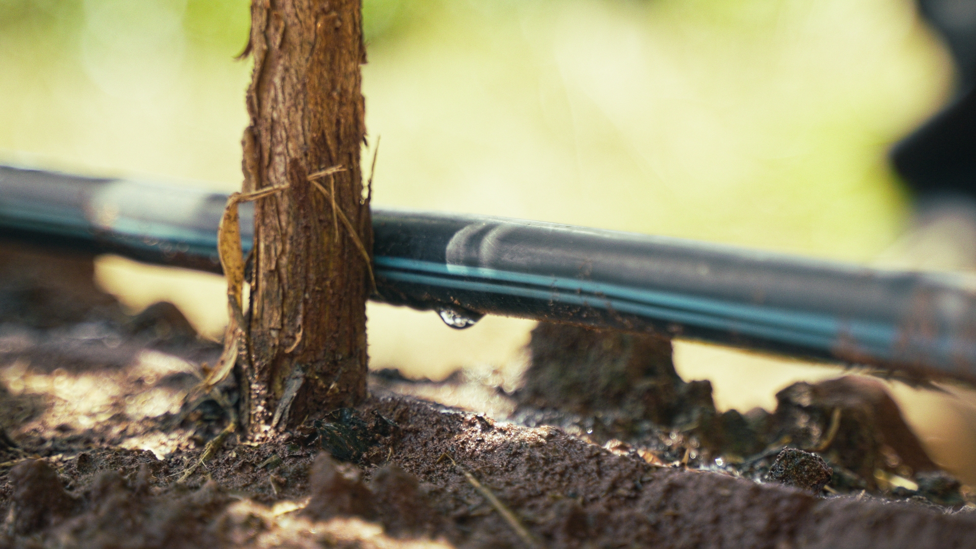 Drip-Plan Equipamentos para Irrigação - Irrigação por gotejamento para cana: vale a pena mesmo?