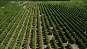 Mangueira gotejadora no Norte e Nordeste para grandes projetos