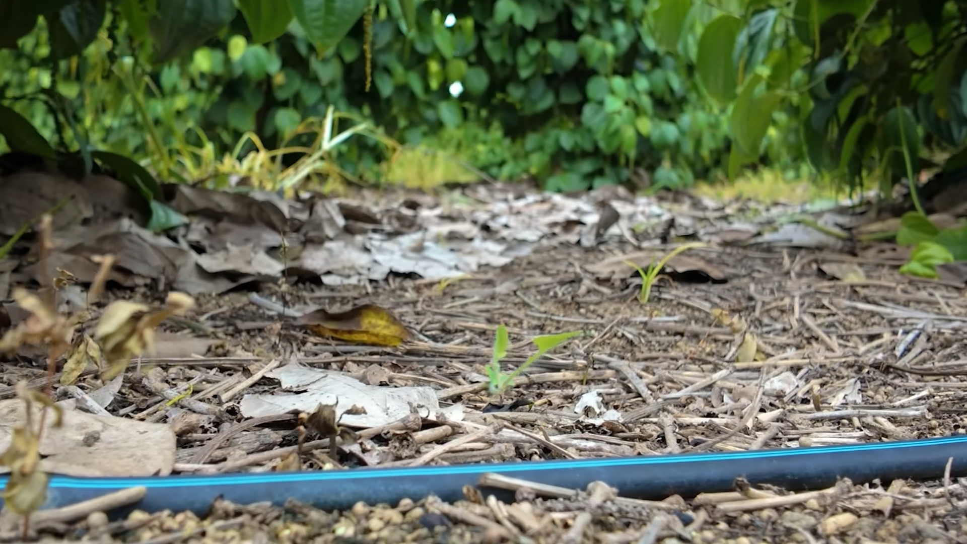 Drip-Plan Equipamentos para Irrigação - Tubo Drip-Tech PC/AS no Norte e Nordeste: gotejo subterrâneo