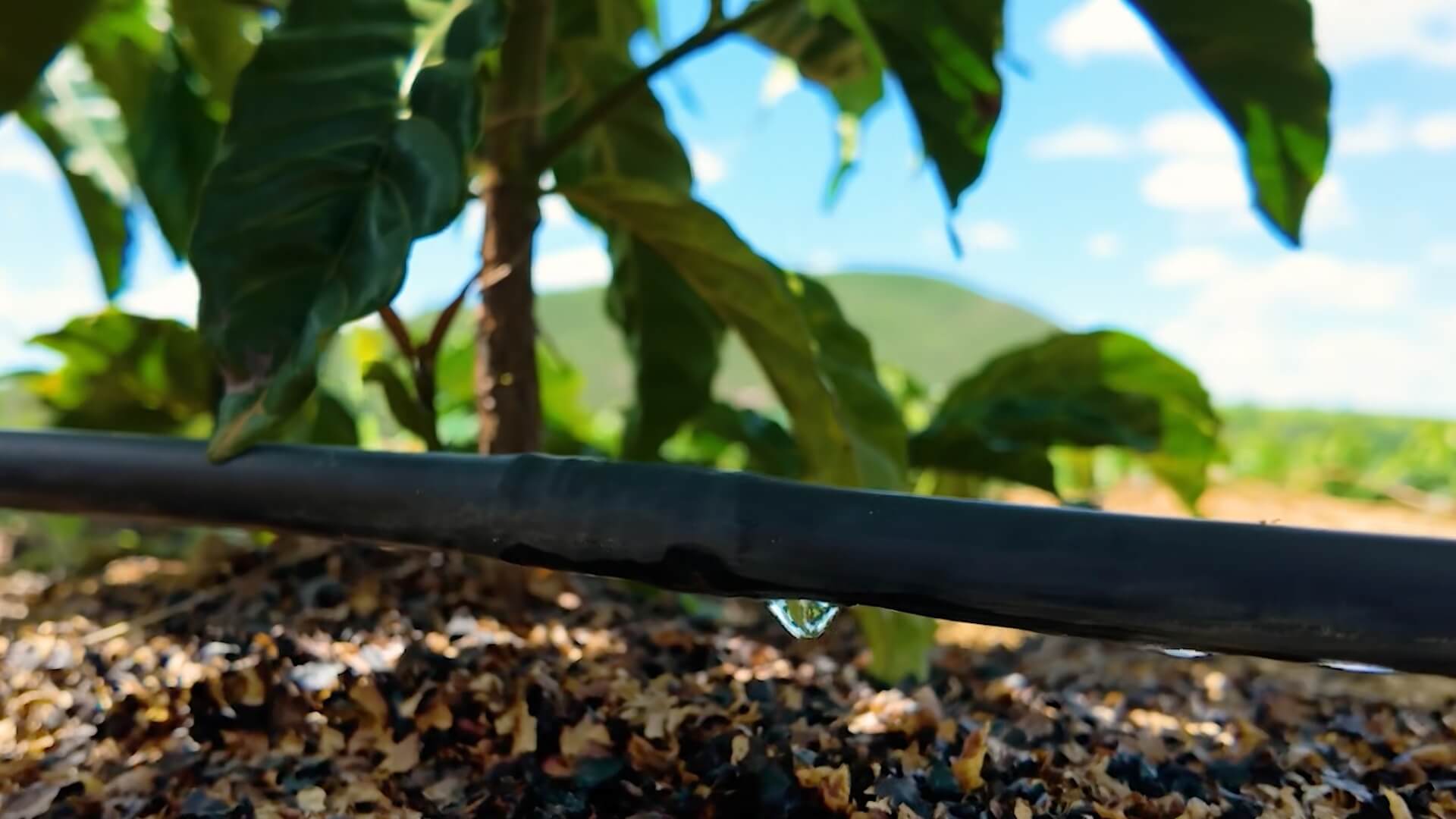 Drip-Plan Equipamentos para Irrigação - Tubo gotejador cilíndrico ou plano: qual escolher?