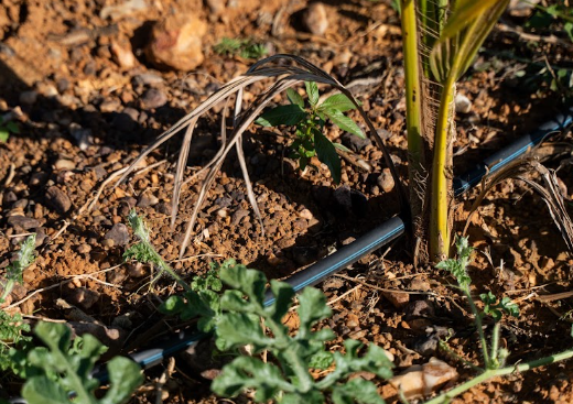 Drip-Plan Equipamentos para Irrigação - Irrigação na fruticultura: como ter maior uniformidade?