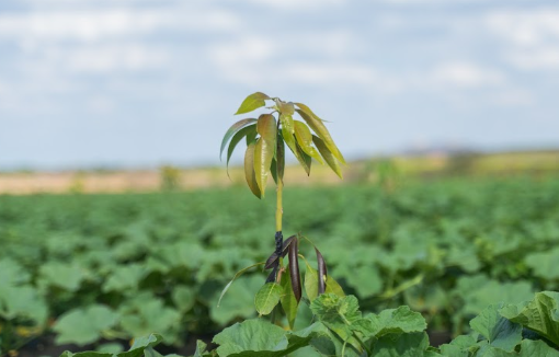 Drip-Plan Equipamentos para Irrigação - Irrigação sustentável: como o gotejamento ajuda no campo